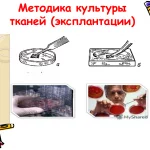 Иллюстрация №6: ВВЕДЕНИЕ В ПАТОФИЗИОЛОГИЮ (Презентации - Медицина).